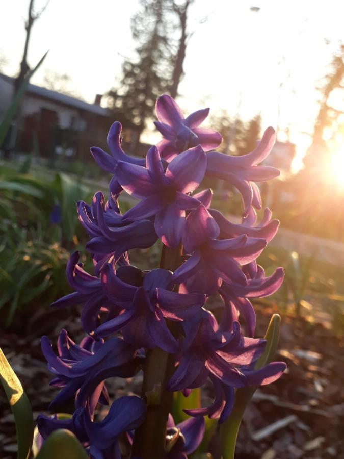 Gartenblick Trebbin Dış mekan fotoğraf